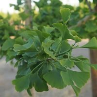 00005646d-ginkgo-biloba-princ_01