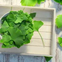1834489349-folhas-de-ginko-biloba-em-uma-cesta-de-madeira-orig-1