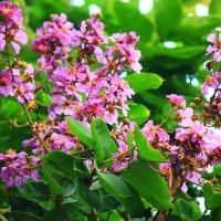 Banaba-57ace3da3df78cd39c7d7382