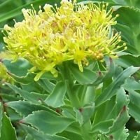 Rhodiola_rosea_a4