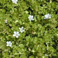 Starr_010818-0014_Bacopa_monnieri