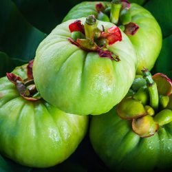 garcinia-cambogia-