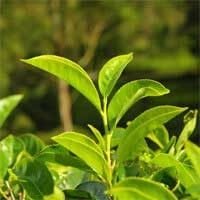 imgi_15_i-green-tea