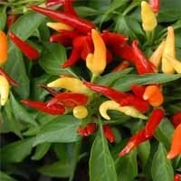 imgi_16_i-capsicum