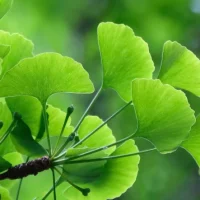 imgi_39_bottle-Ginkgo Biloba