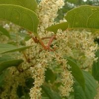 resveratrol